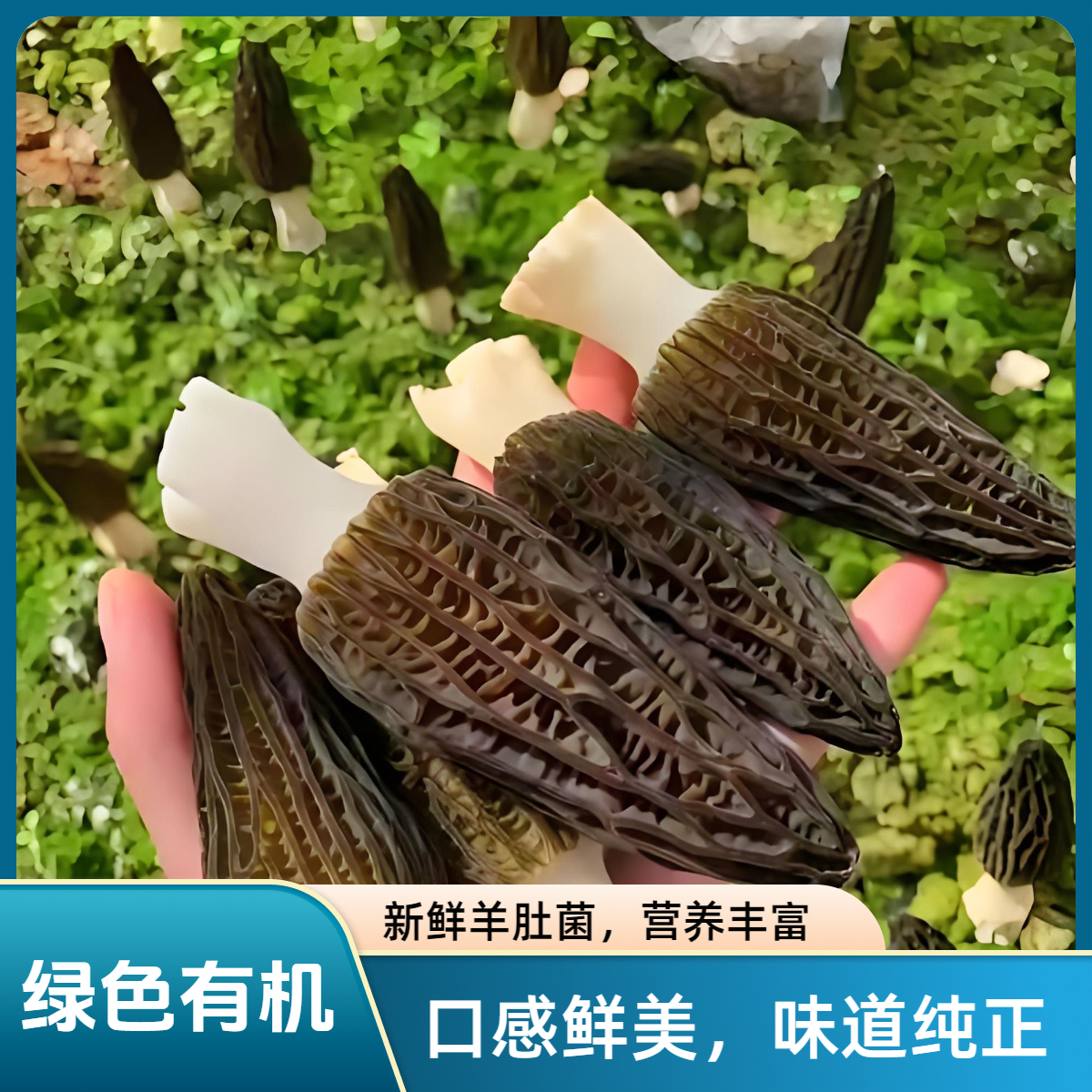 请您试吃超值头茬羊肚菌干煲汤佳品有机富硒滋补营养品食材