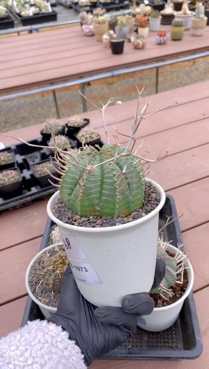 【闪购商品】法丽达FB-1073