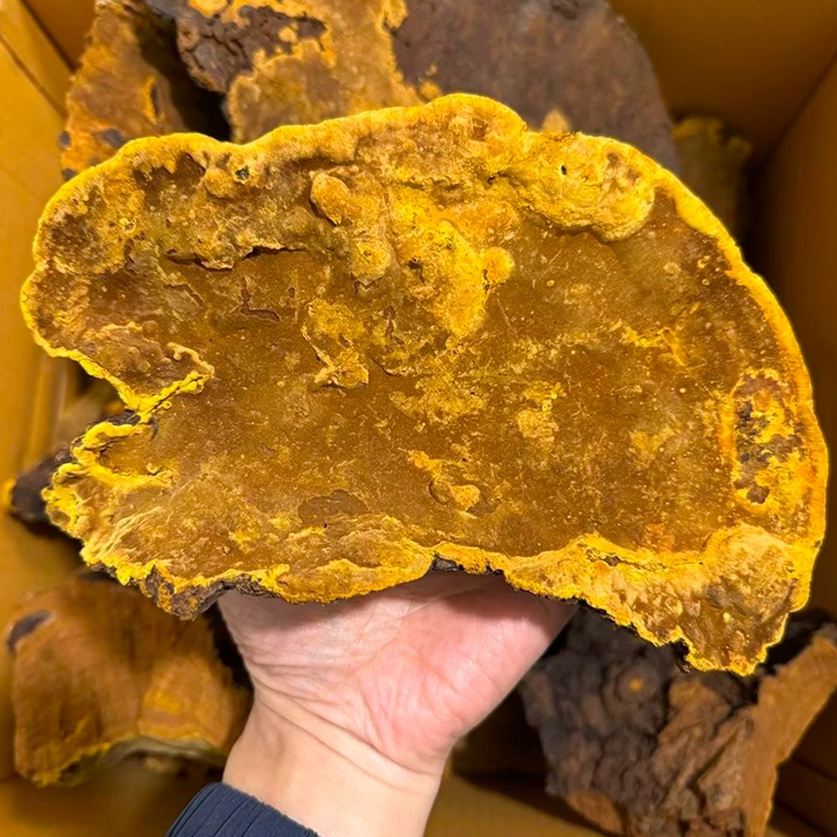 【老徐甄选】正宗天然桑树桑黄 多年老树桑黄