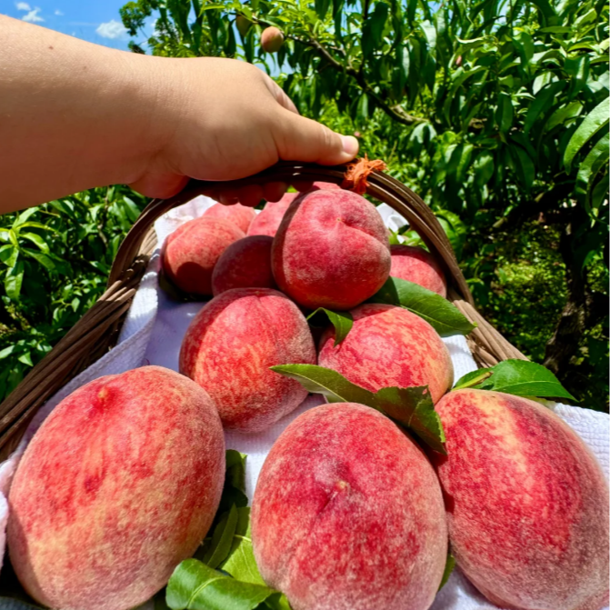 【霸王脆】树上熟 【现摘头茬脆桃蜜桃】桃味十足3-5斤装【脆爽香甜】天津市