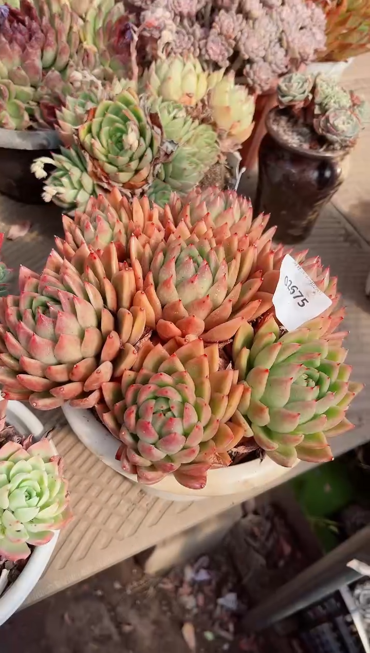 【闪购商品】02675