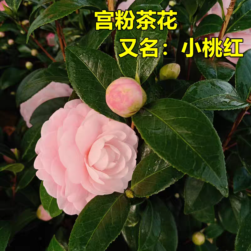 宫粉茶花又名小桃红花卉绿植盆栽