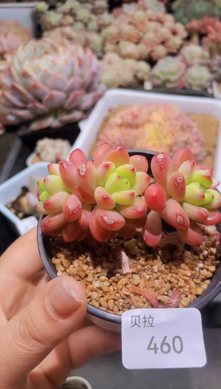 【闪购商品】460香格里拉