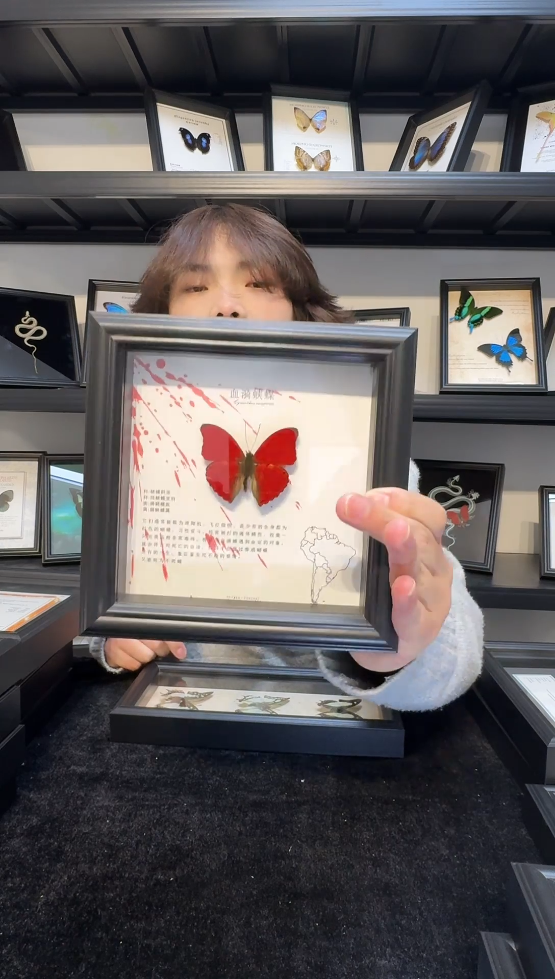 玻璃真实蝴蝶标本