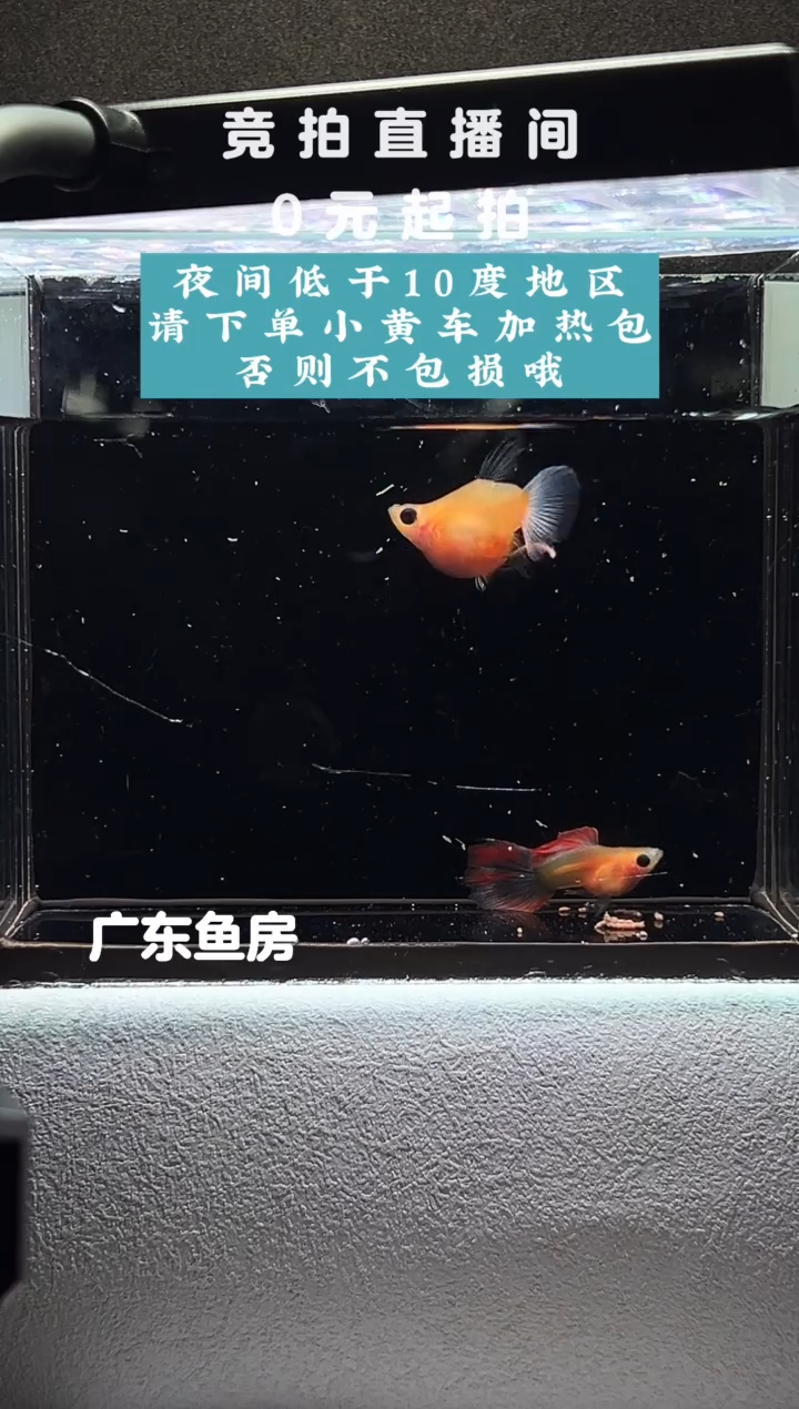 孔雀鱼蓝水晶球体一对编号65