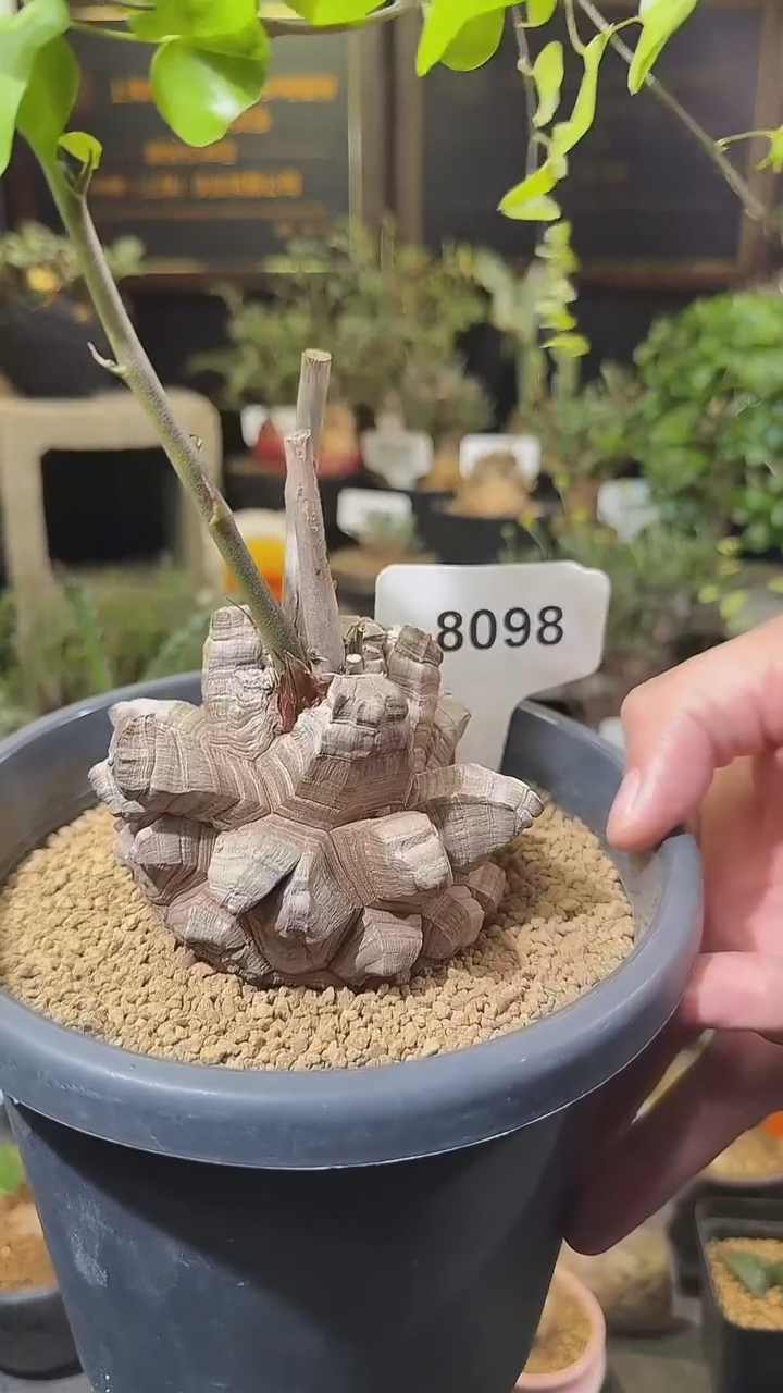 8098号1218甄选单颗南非龟甲龙