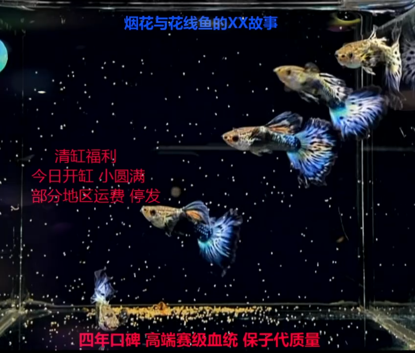 孔雀鱼泡****噜金粉压成福利2对