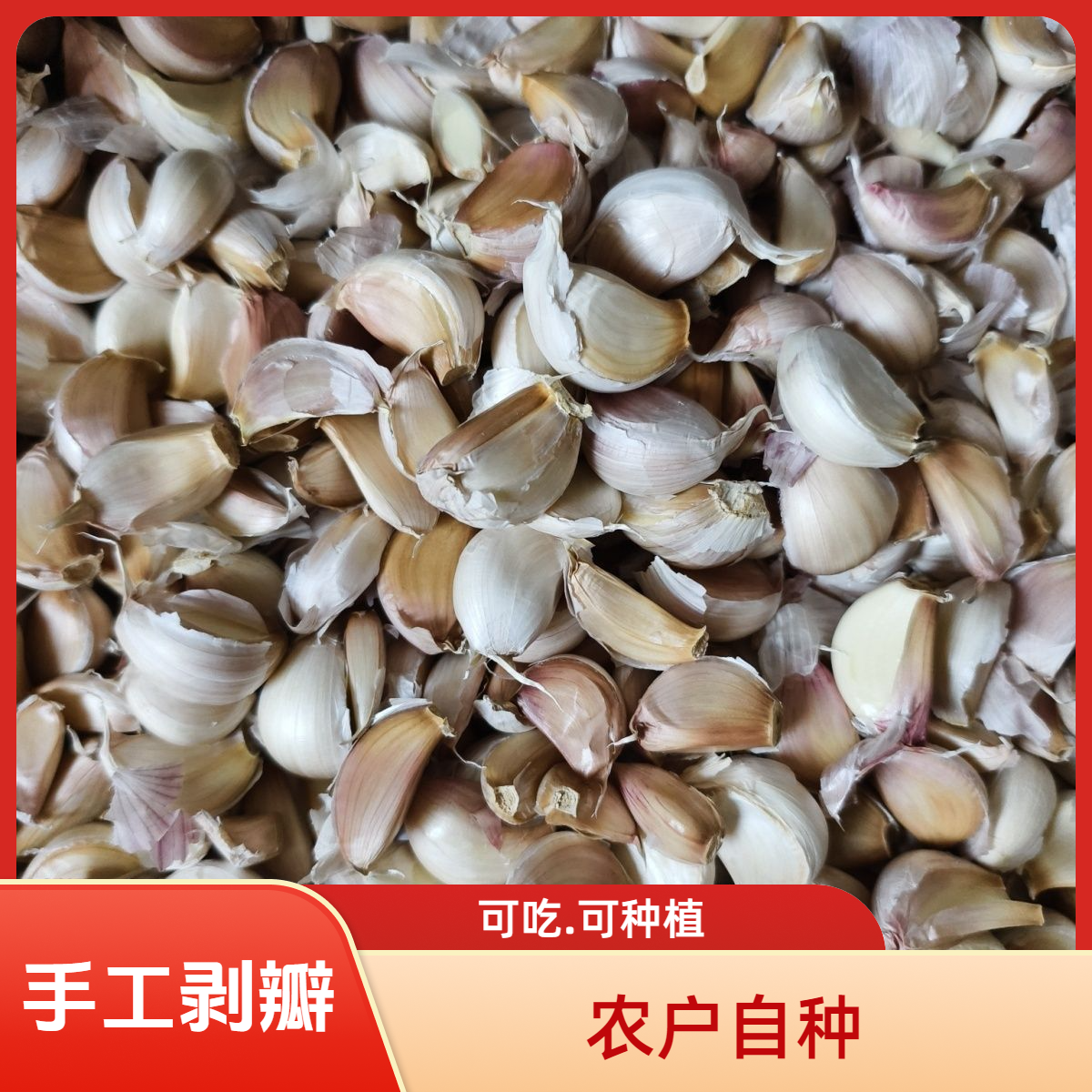 2025年新干蒜农户自种土蒜紫白皮干蒜自然晒干可吃可种蒜种子