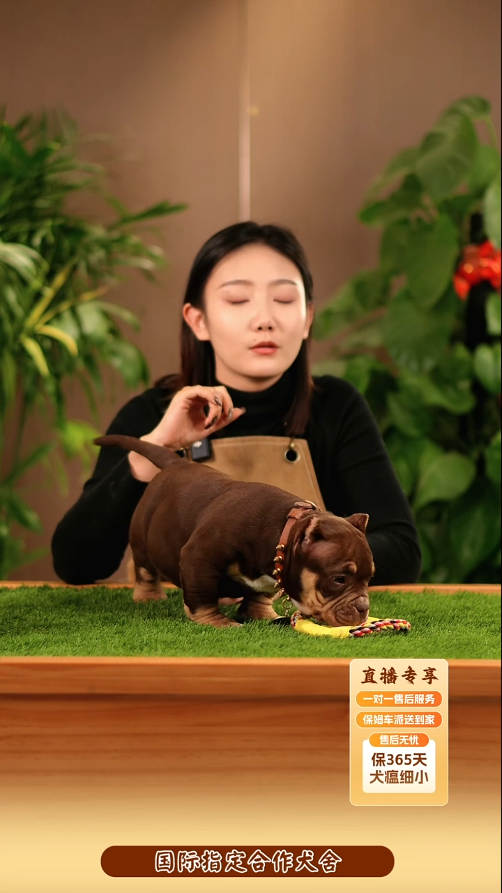 恶霸幼犬丁香色小公定金