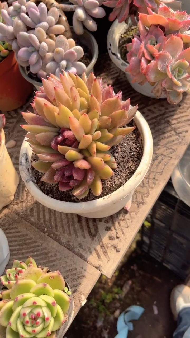 鱼****?跃跃精品多肉04029