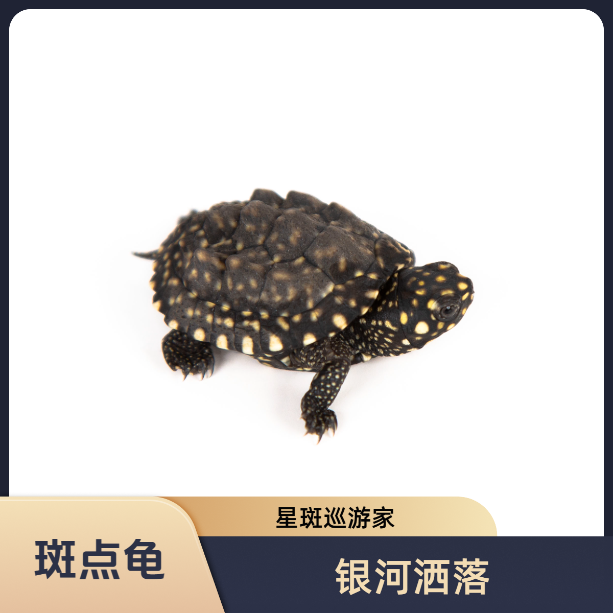 斑点龟 带着银河洒落人间的巡游家