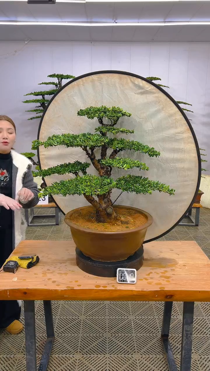 无花朵一物一拍一物一拍