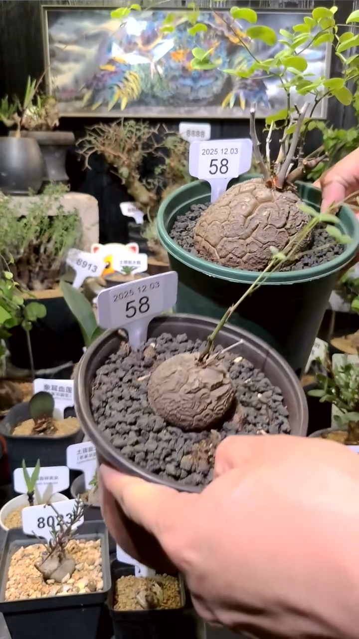 58号1203福利南非龟甲龙买一送一