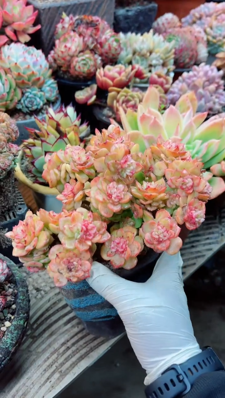 【闪购商品】09041