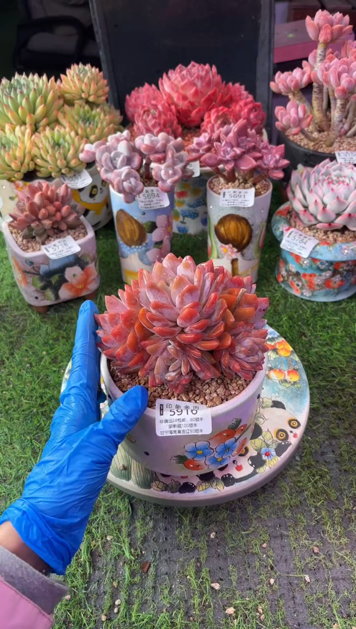 昆明印象多肉5916