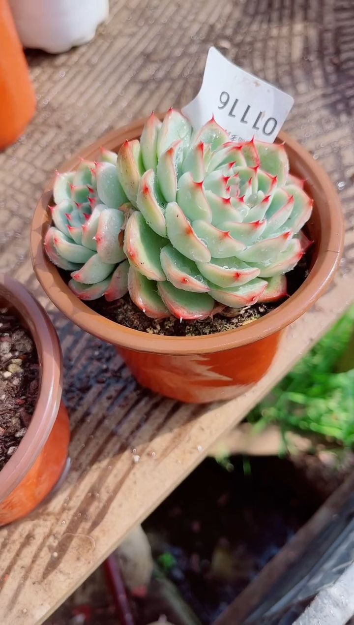 有****＞跃跃精品多肉01116