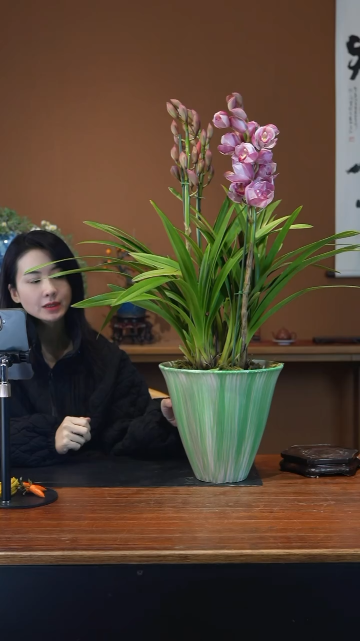 全部花朵粉黛盆景盆景盆景