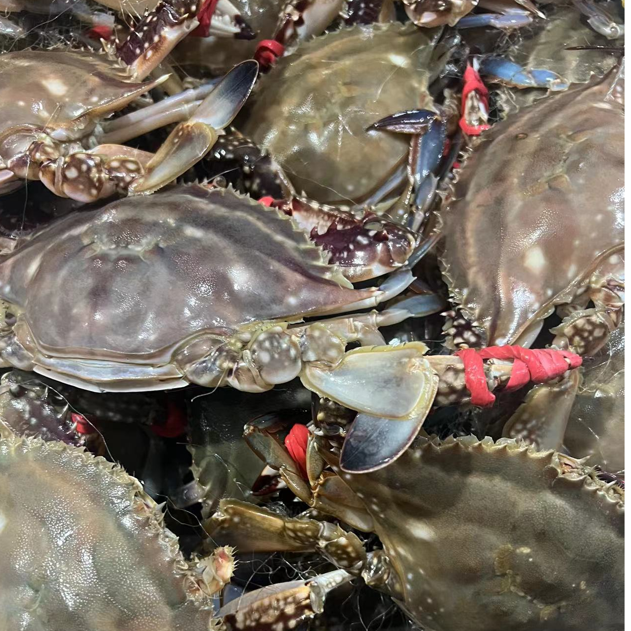 吃肉母蟹1 【保鲜不保活】 一斤3-4只左右 每只3两左右天津当天到