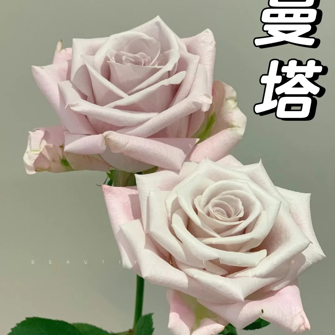 【10支曼塔玫瑰】家居生活鲜花川渝地区次日达昆明基地鲜花批发包邮