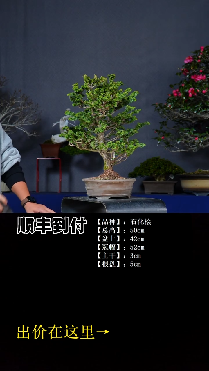 无花朵石化桧bubaoyou