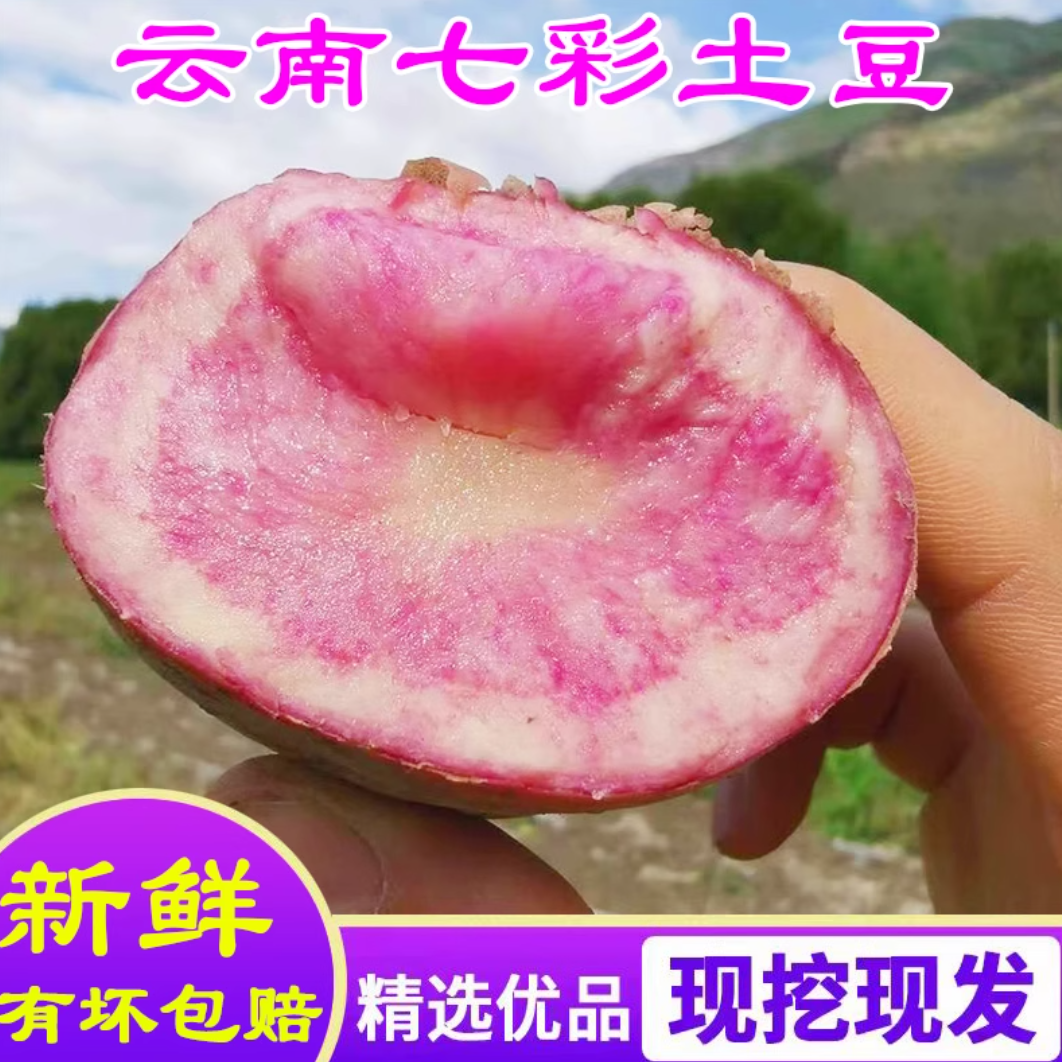 精选云南七彩洋芋花心洋芋丽江紫洋芋土豆