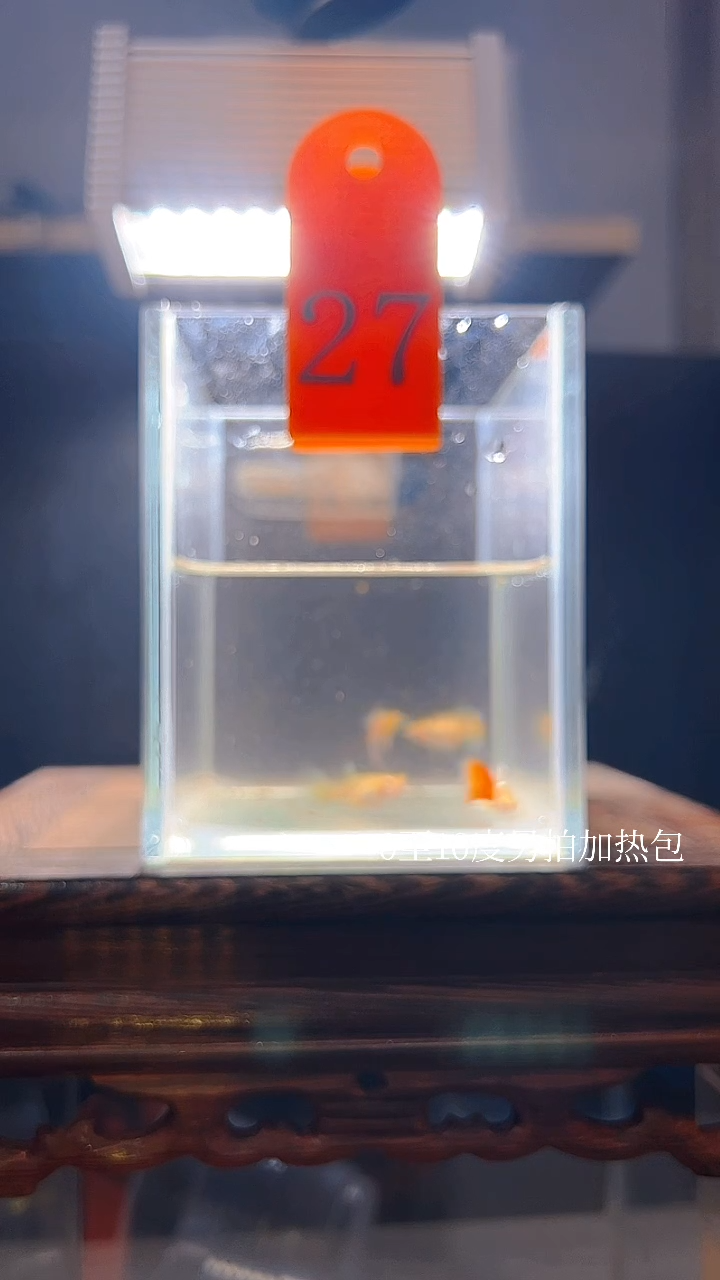 孔雀鱼蓝白飞船跑红体编号27