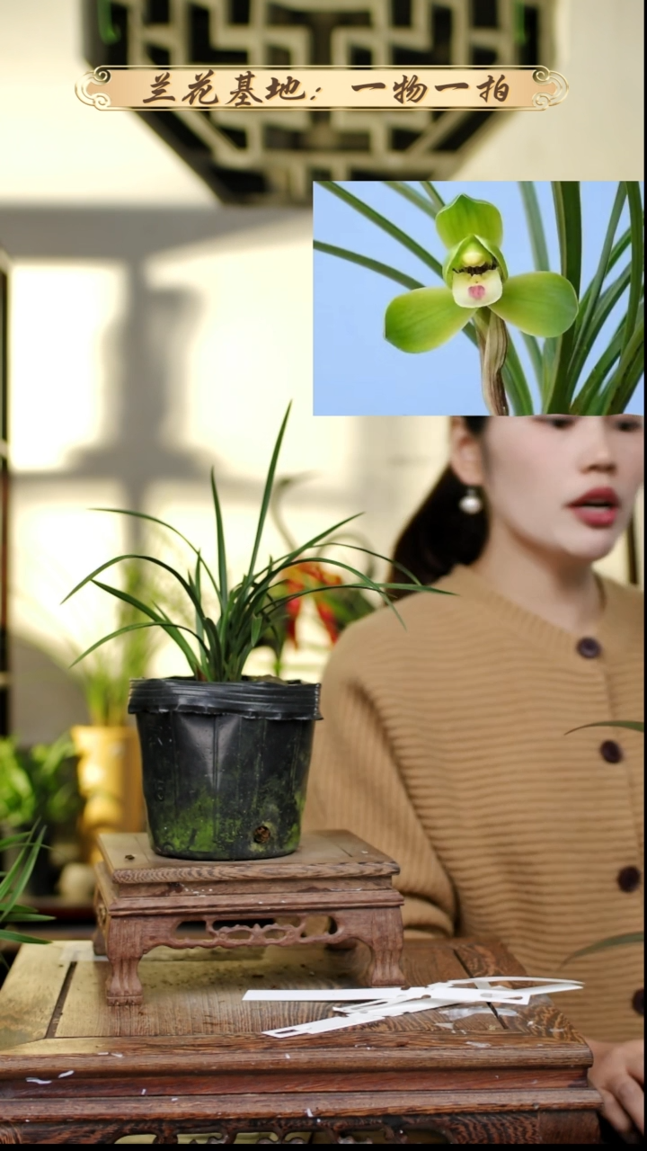 完全开放春兰西神梅