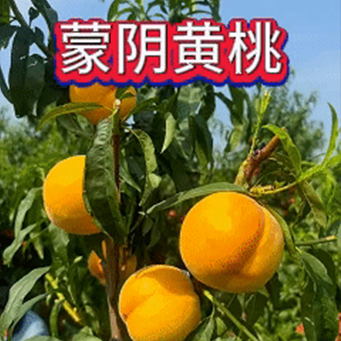 嫁接一树多品种桃树带泥浆发货盆栽地栽庭院栽种实物为准南北方