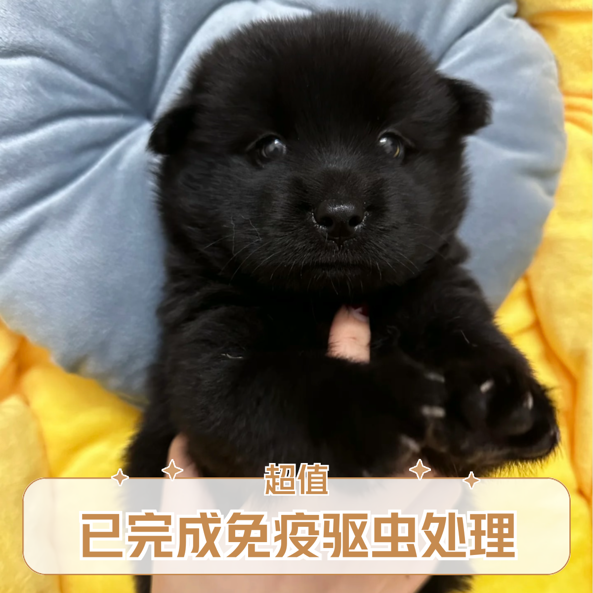 纯种广西五黑中华田园犬