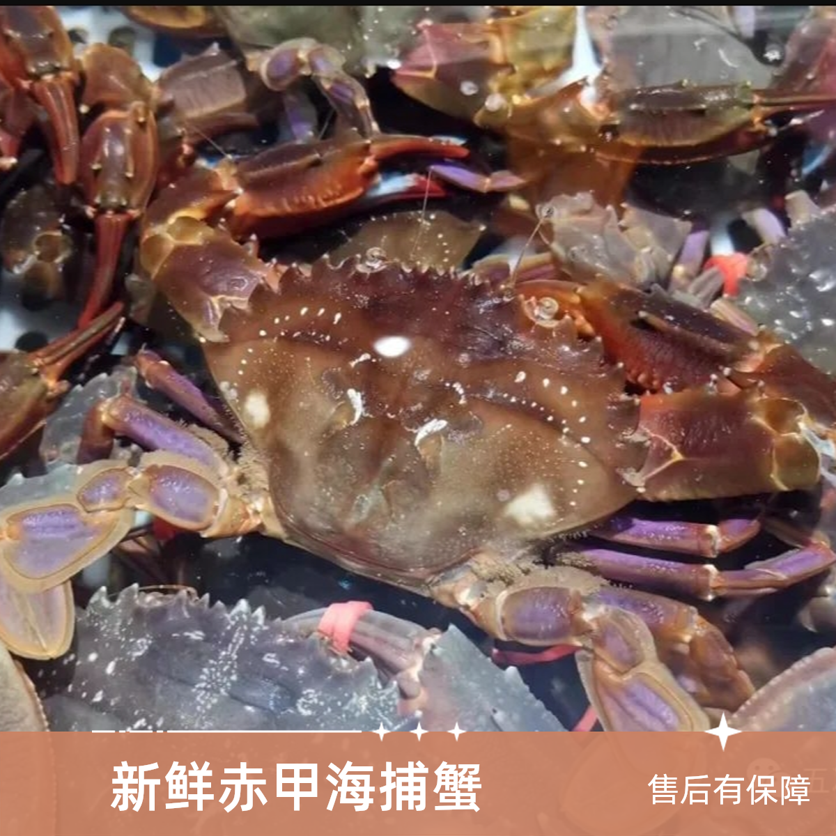 新鲜海捕东港赤甲红【保鲜不保活】100g/2两/只易断腿七八成肥介意勿拍海鲜