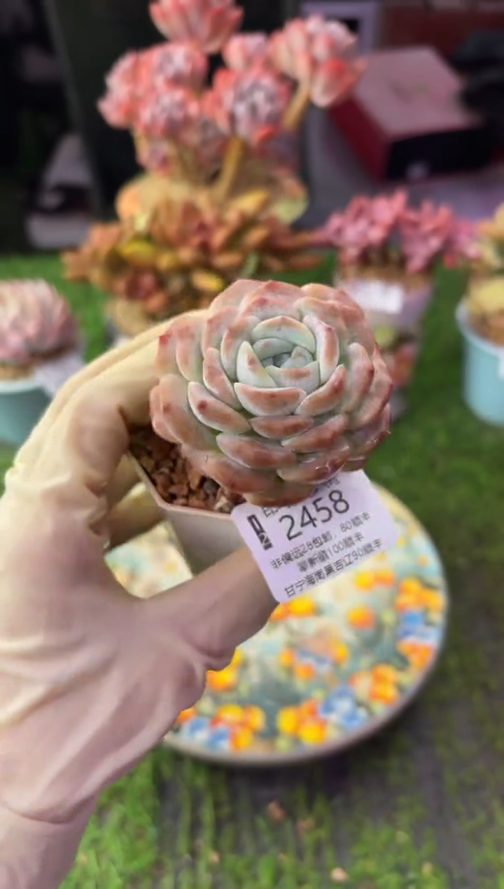 昆明印象多肉2458