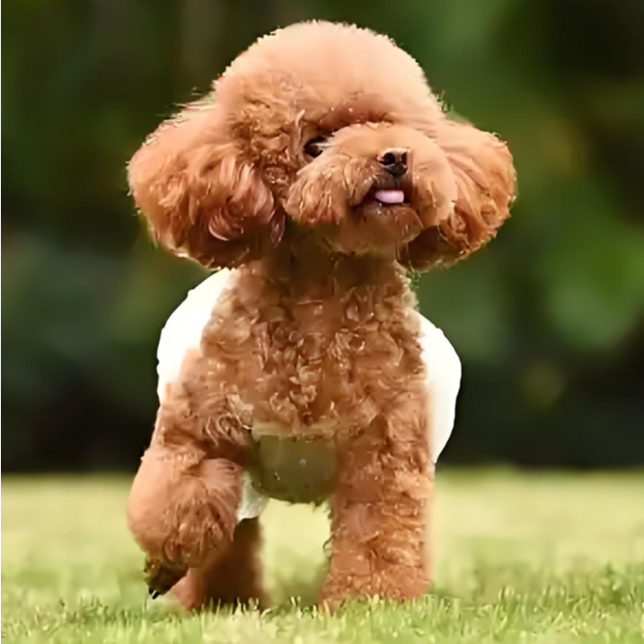 信甫宠物馆 雪纳瑞 柯基伴侣犬女朋友礼物聪明温顺乖小狗