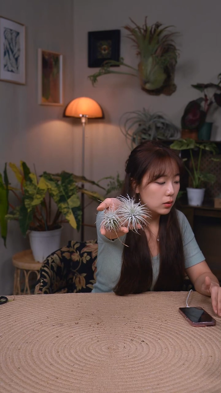 不开花植物空气凤梨-鸡毛掸子（小）随机发货