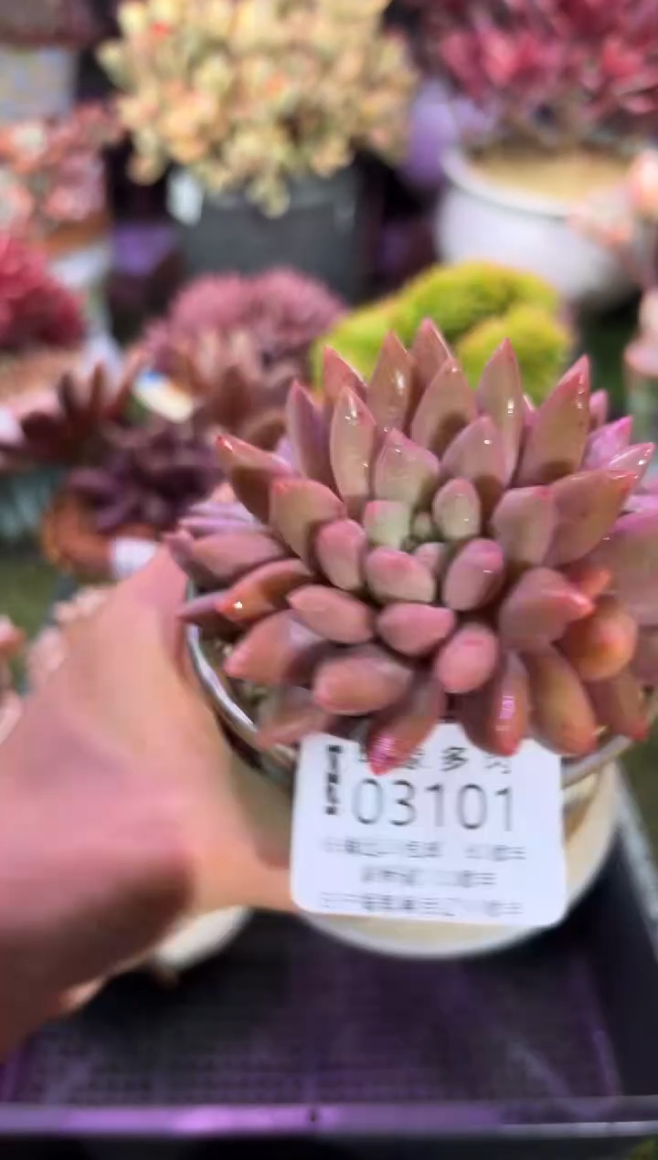 【闪购商品】03101