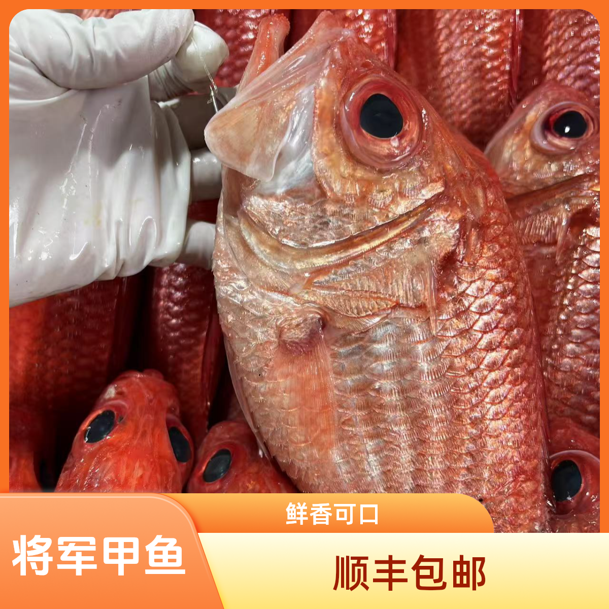 将军甲 新鲜肉质 香煎 清蒸 营养高3-10斤顺丰冷链包邮