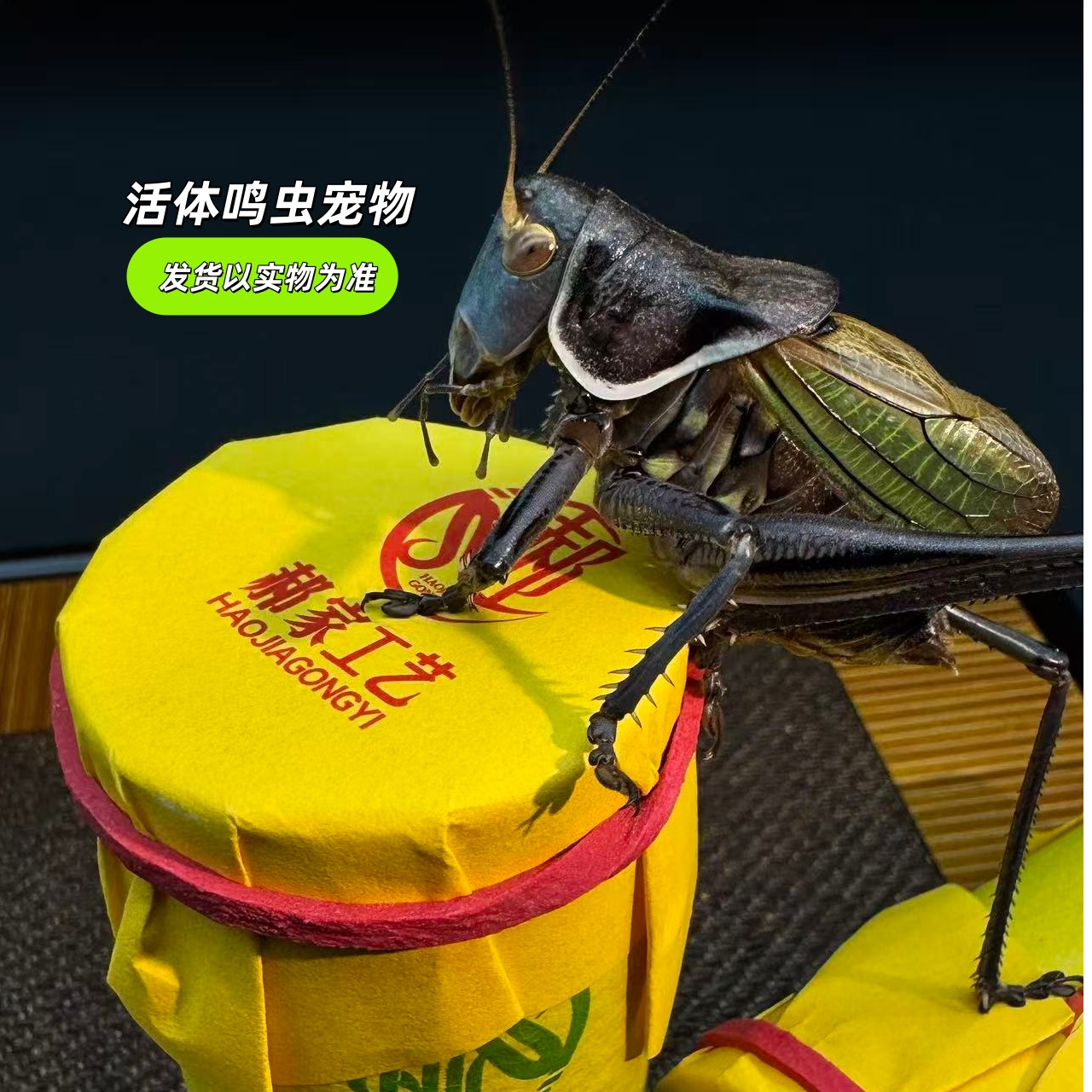 郝建伟大包蝈蝈闷包两个装