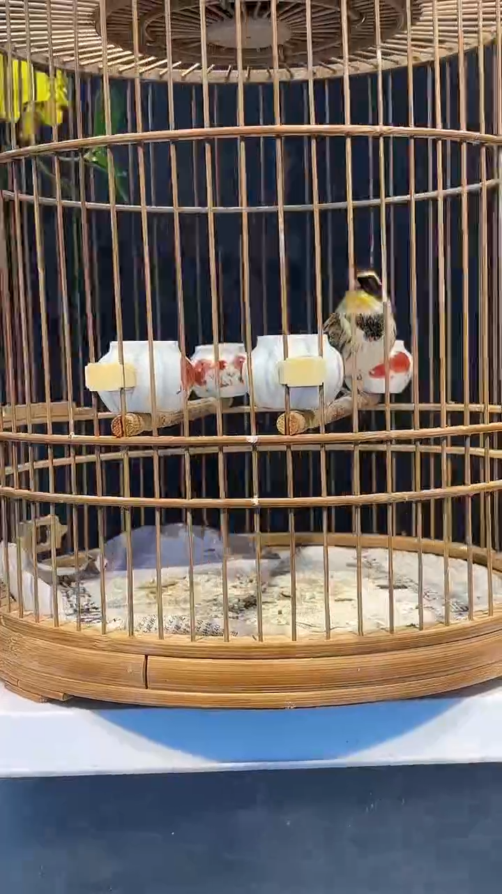 39号 虎头凤 养笼  0元起拍