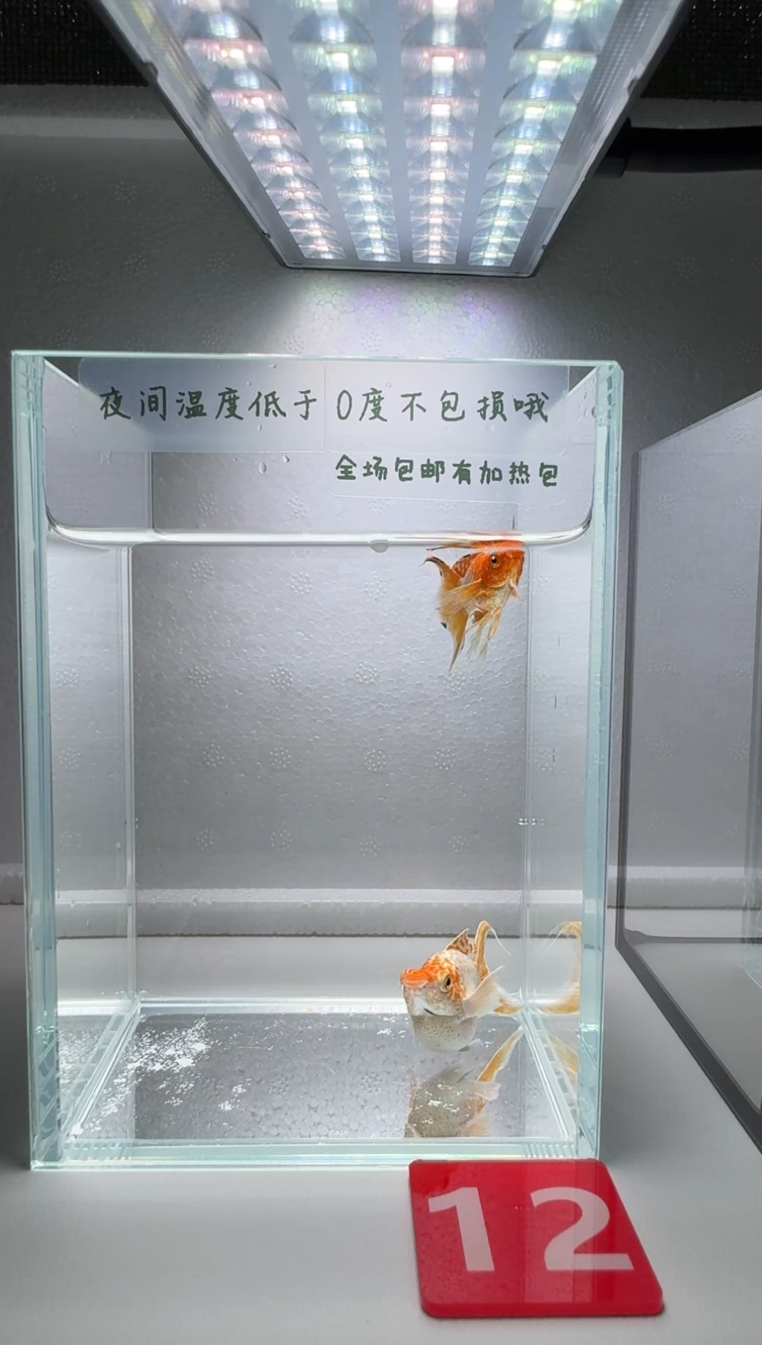 黑玛丽鱼013柠檬玛丽1对