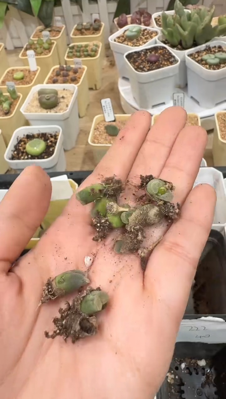 28-178多肉植物肉锥
