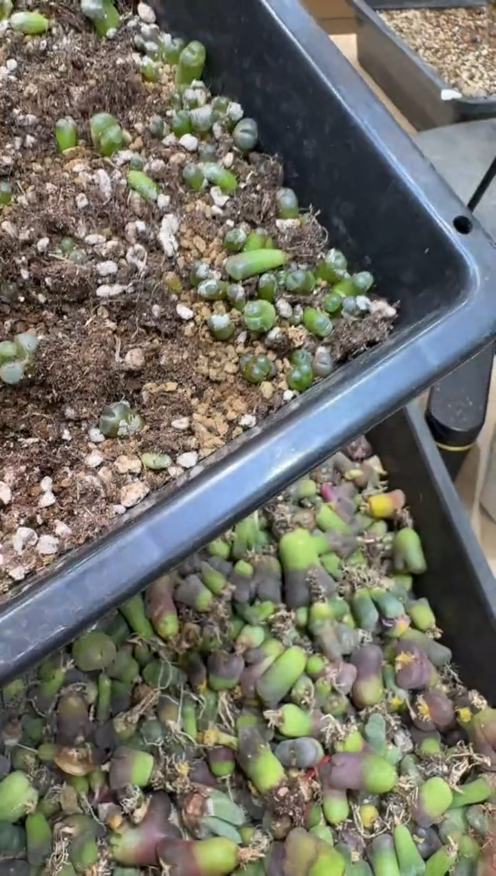 6-190多肉植物肉锥