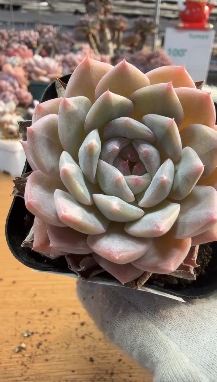 东云多肉园三店-200