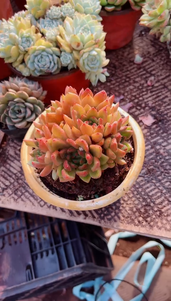 蓝****?多肉植物一物一拍11138