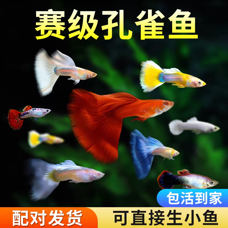 【大全家福】22条孔雀鱼小型热带观赏鱼11个品种新手好养多彩孔雀鱼