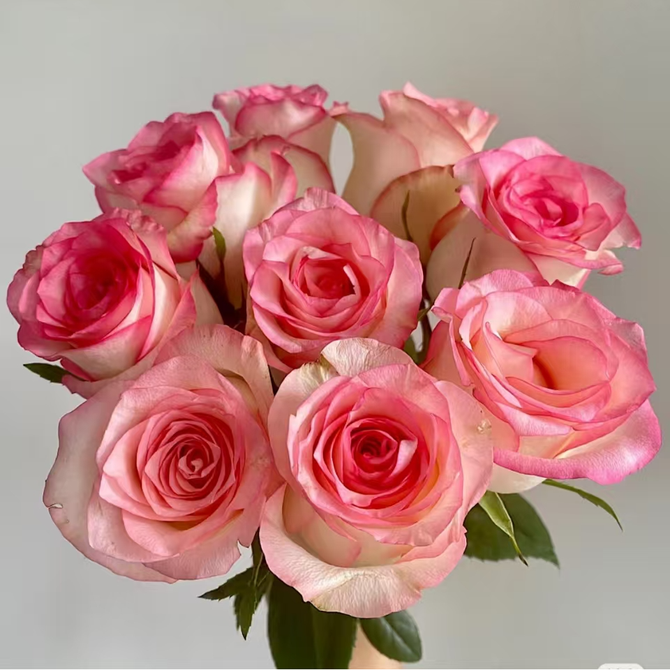 艾莎玫瑰一扎20支鲜花速递