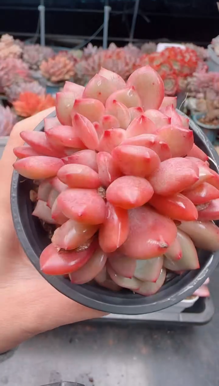 【闪购商品】5149.