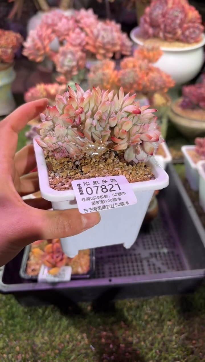 【闪购商品】07821