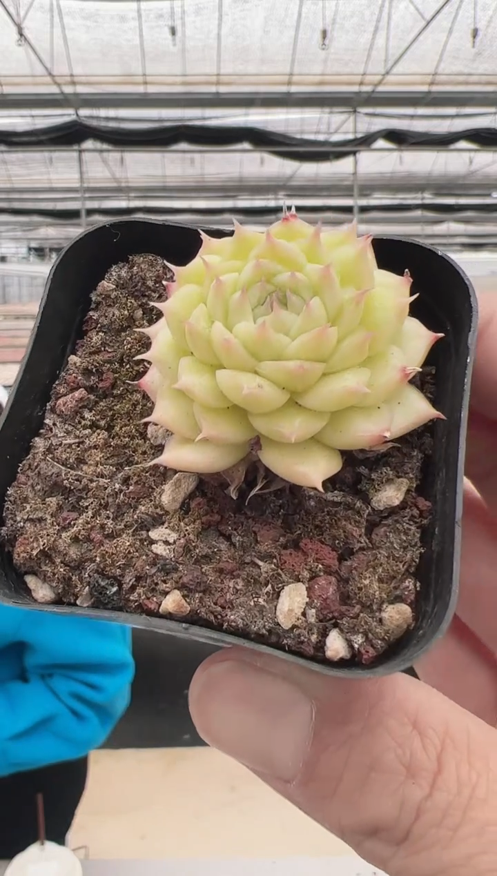 【闪购商品】敖丙多肉-10