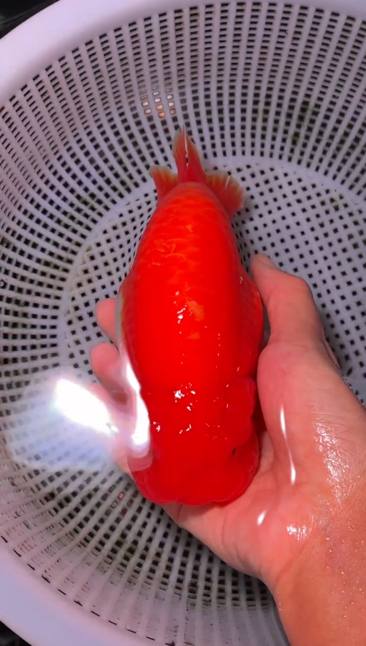 金鱼（运费到付，马印灯下展示）福州追鱼兰寿金鱼