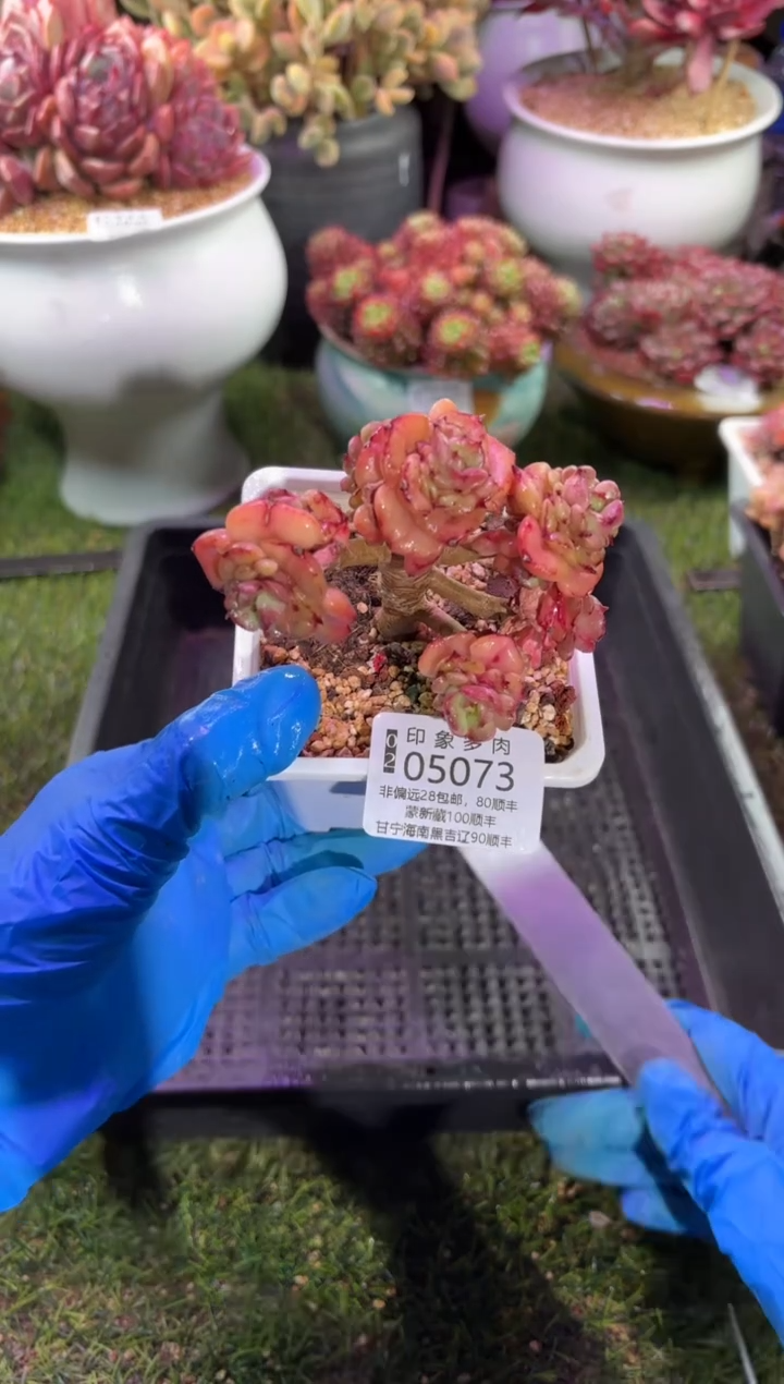 【闪购商品】05073