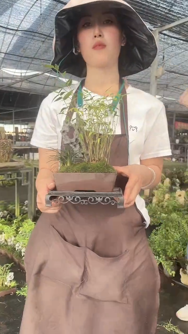 无花朵Z15高端紫砂附石竹盆景